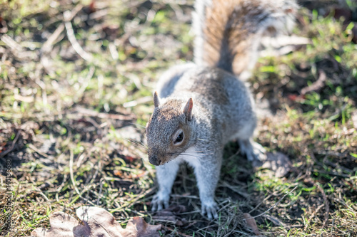 Fototapeta Naklejka Na Ścianę i Meble -  Close up of Squirrel in the park