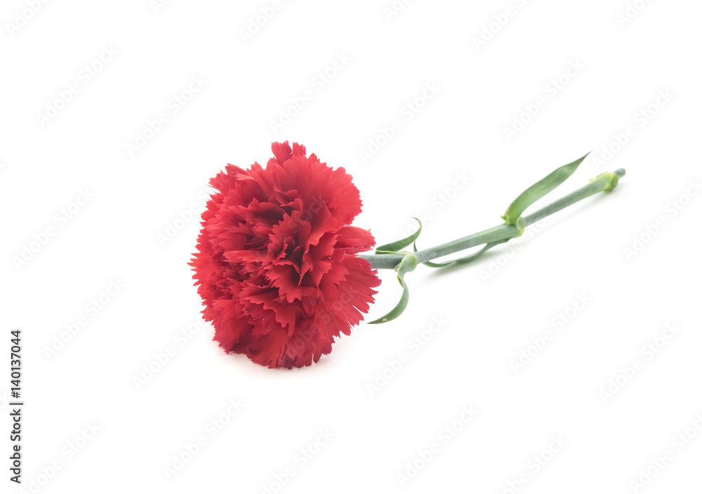 Beautiful red carnation isolated on white background Beautiful red carnation isolated on white background