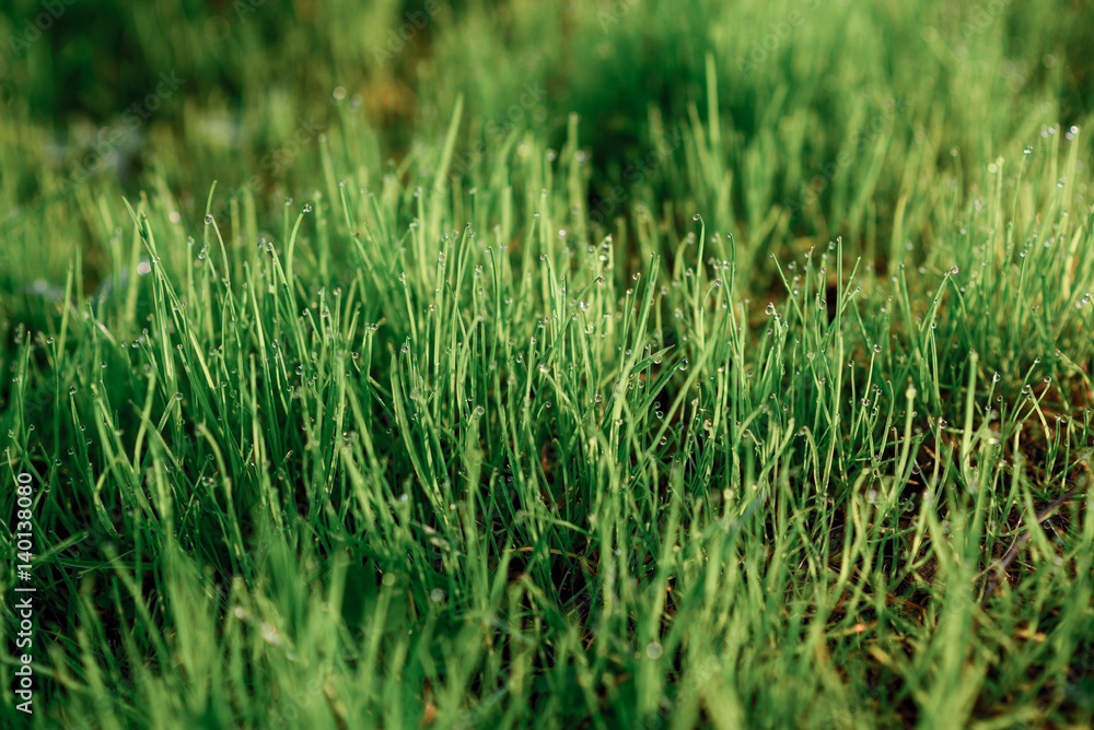 Fresh morning dew on spring grass, natural background - close up Fresh morning dew on spring grass, natural background - close up
