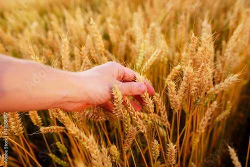 Wheat ears in the man's hand. Field on sunset Harvest concept.