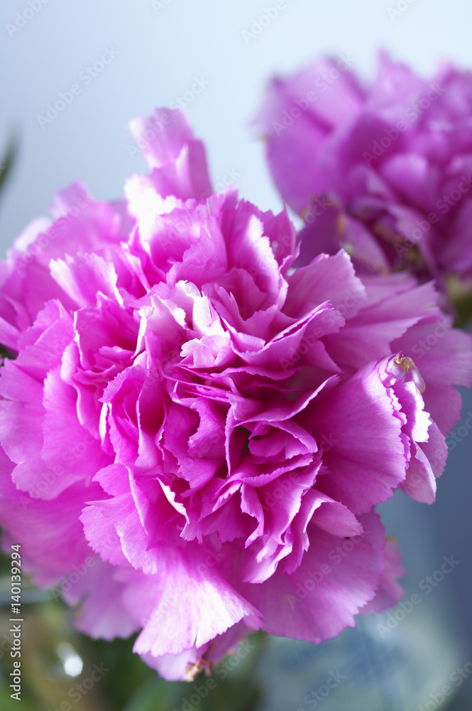 Close-up of a peony