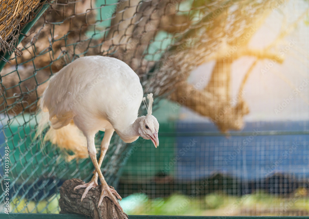 Fototapeta premium white peacock perching on the branch in cage