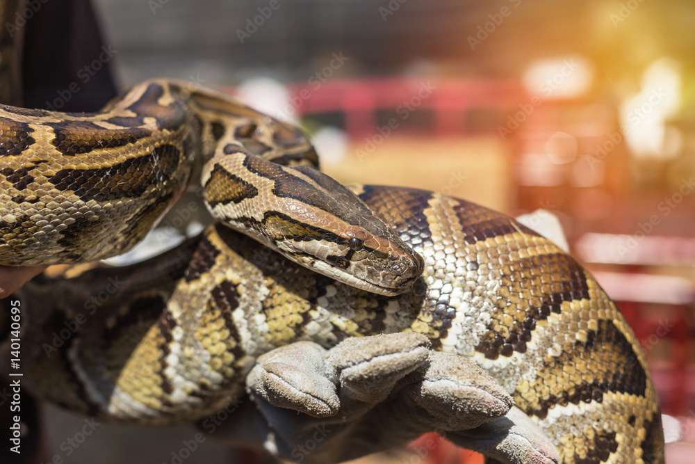 Obraz premium close up python bivittatus or burmese python snake holding in the hand