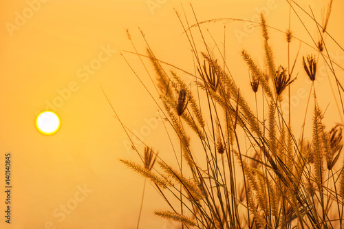  silhouette tropical grass flower or setaceum pennisetum fountain grass on sunset background. 