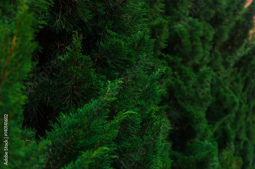 Closeup of Green pine tree