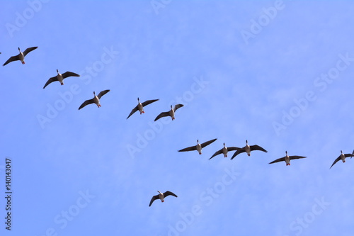 Migrating wild geese