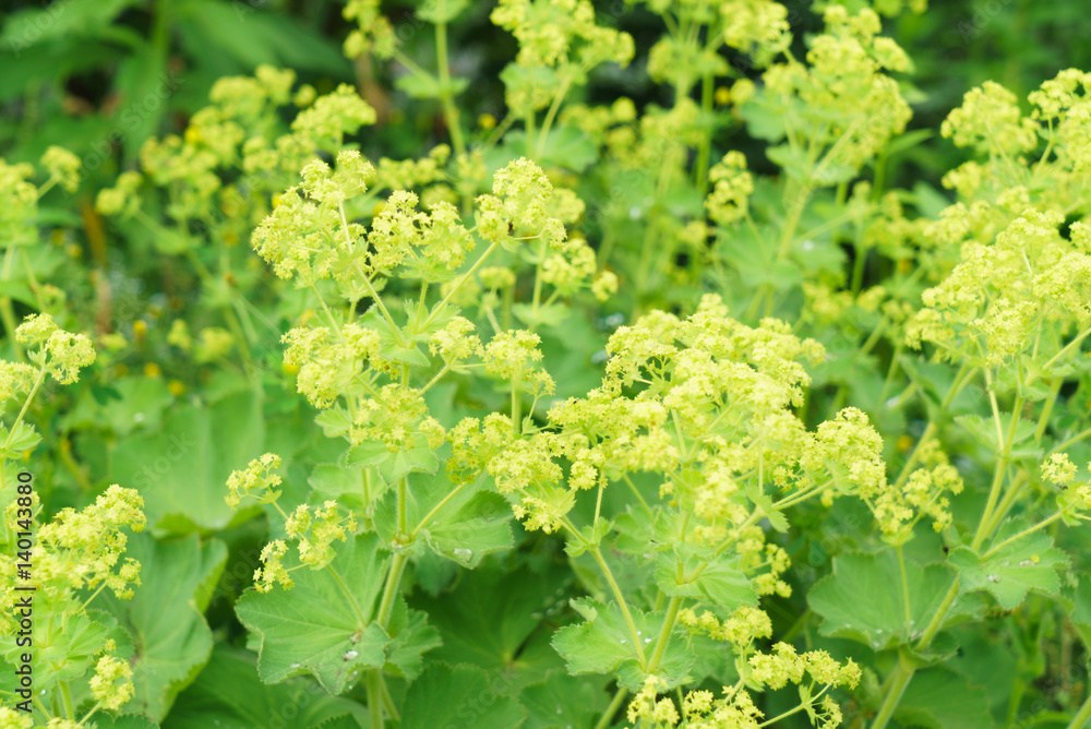 Closeup of Common a Mantle flowers ( Alchemilla mollis) Closeup of Common a Mantle flowers ( Alchemilla mollis)