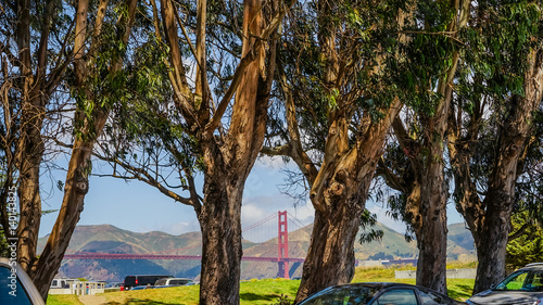 Photography Eucalyptus in San Francisco