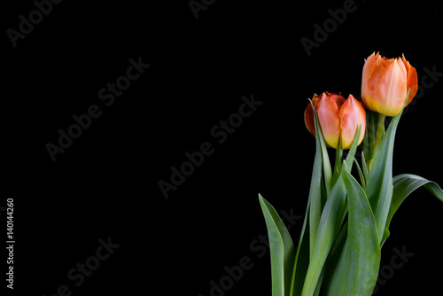 Frame of tulips on black background. Spring flowers