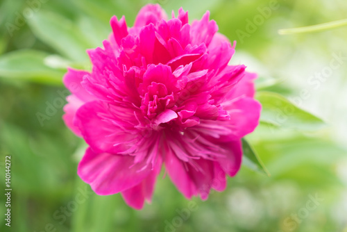 pink peony flower  botan  