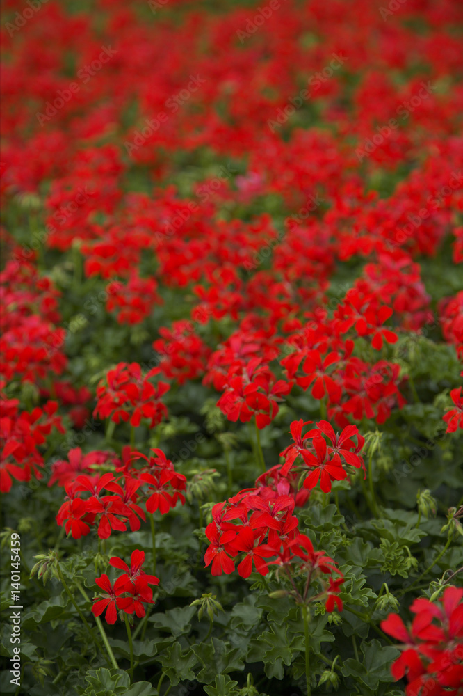 Red blooming geraniums