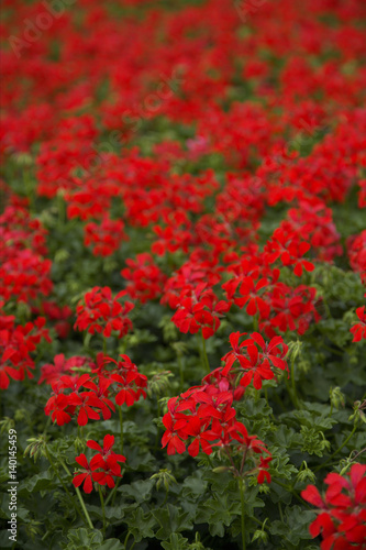 Red blooming geraniums