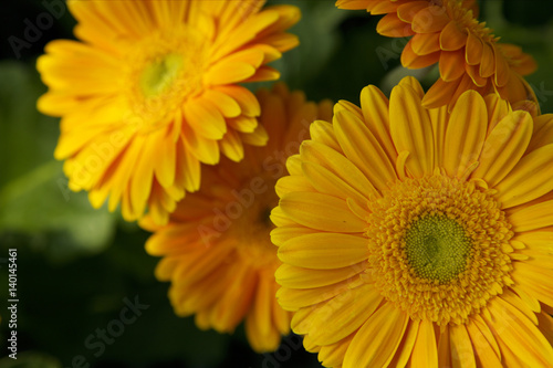 Yellow gerbera