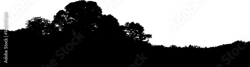 Realistic trees silhouette. Horizontal landscape vector. Isolated on white