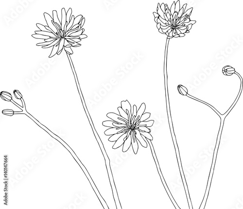Wildflowers illustration vector. Line drawing in black and white, no background.