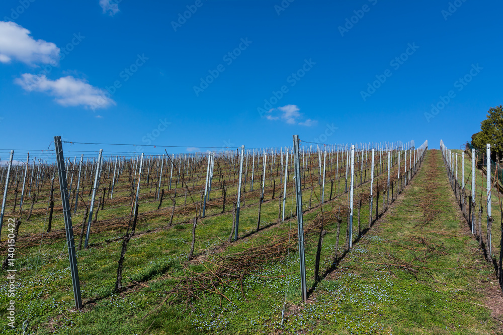 Vineyard Winter Landscape Empty Green Beautiful Blue Skies Warm Weather Spring Grass Preparing