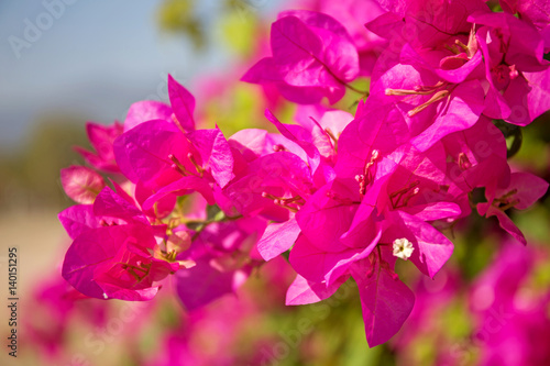Fotografia Pink bougainvillea flower