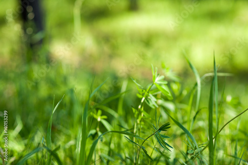 Green grass under the bright sun. Abstract natural backgrounds