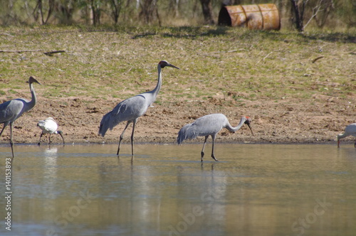 Brolgas at Lake Stretch