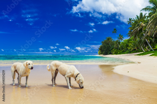 Two white dogs drinking water on the tropical beach