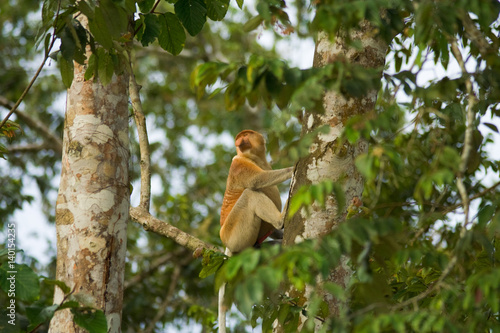 Proboscis Monkey Natural at Tree Habitat in Borneo, Malaysia © Pius Lee