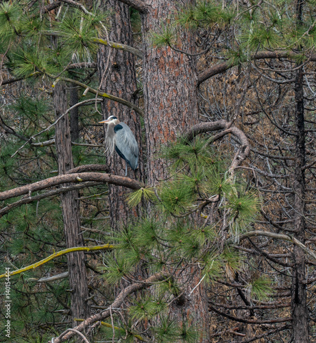 Great Blue Heron Perched in Pine Tree