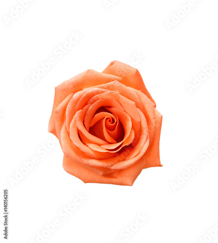 Beautiful Peach rose isolated on white background