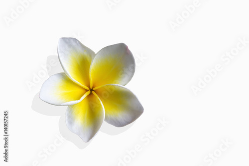 Beautiful flower plumeria or frangipani in Asia boutique style background