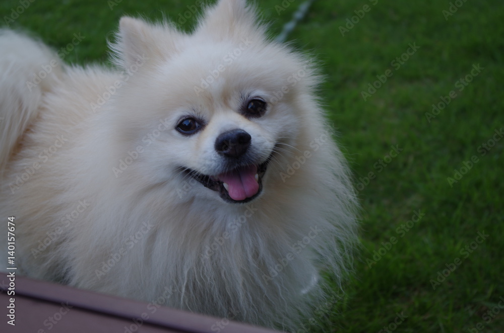 白い ポメラニアン 犬 白犬 正面 かわいい 動物 小型犬 Stock Photo Adobe Stock