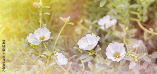 Lovely white mosss-rose, Purslane or sun plant flower in dreamy light photo