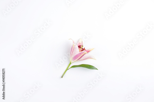 Pink Lily put on white background.