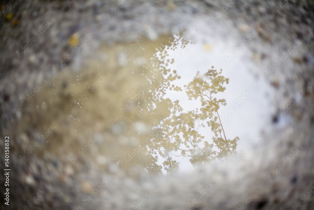Tree reflecting in puddle Tree reflecting in puddle