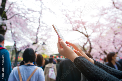 Female hand take photo Spring Cherry blossom or Sakura Park photo