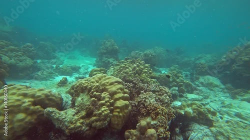 Wallpaper Mural Corals and lot of fish in the Andaman Sea, Thailand, 4k
 Torontodigital.ca