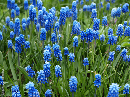 Many muscari blue flowers in green