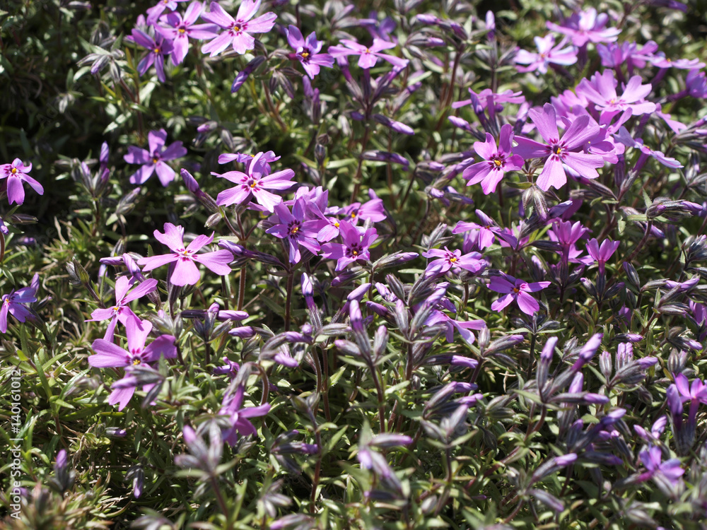 Phlox subulata or teppich or moos purple flowers with green Phlox subulata or teppich or moos purple flowers with green
