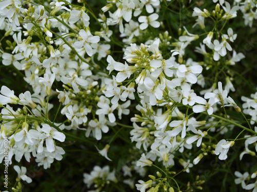 Arabis caucasica snowcap many white flowers with green