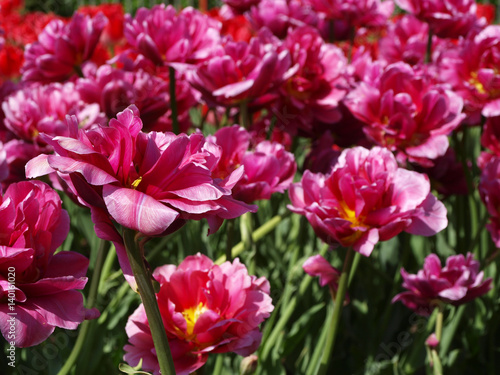 Many red tulips flowers field