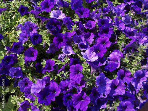 Petunia many violet flowers with green