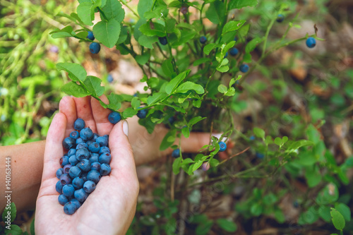 Woman gathers ripe fresh blueberries in the forest. Close-up