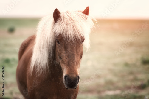 Fototapeta Naklejka Na Ścianę i Meble -  horse