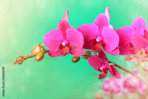 Branch of a pink orchid on a green background.