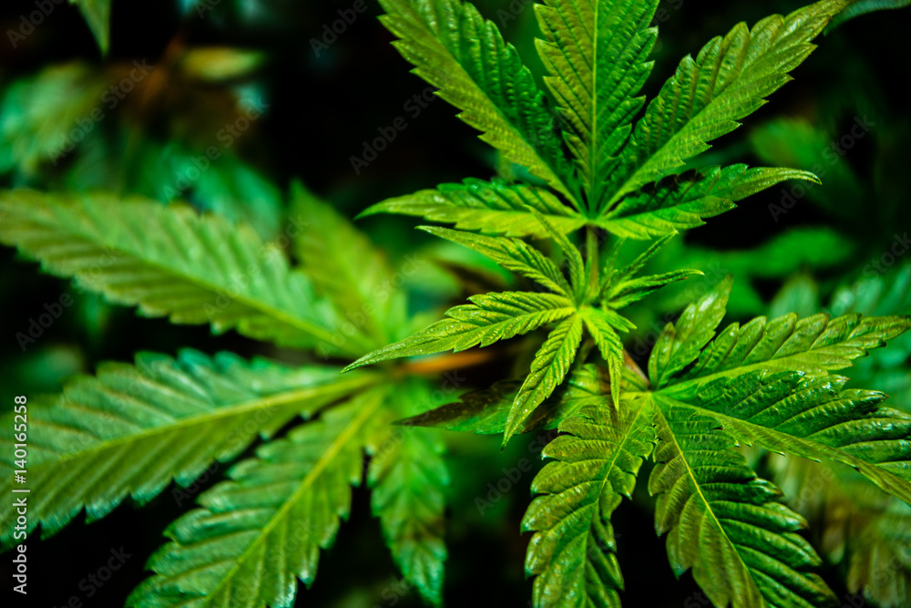 Cannabis Varieties, Macro and Close Up Medical and Recreational Marijuana Cannabis Varieties, Macro and Close Up Medical and Recreational Marijuana