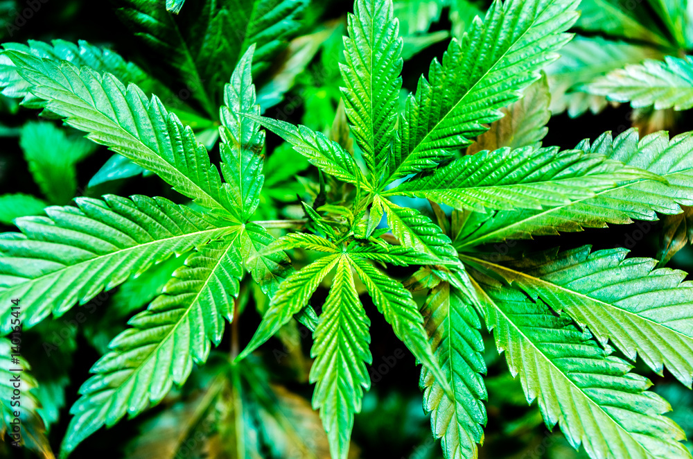 Cannabis Varieties, Macro and Close Up Medical and Recreational Marijuana Cannabis Varieties, Macro and Close Up Medical and Recreational Marijuana