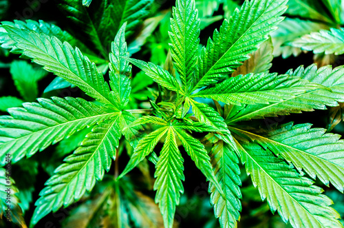 Fototapeta Naklejka Na Ścianę i Meble -  Cannabis Varieties, Macro and Close Up Medical and Recreational Marijuana