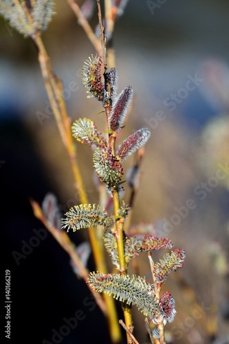 Willow or Salix gracilistyla blooming in japanese spring photo