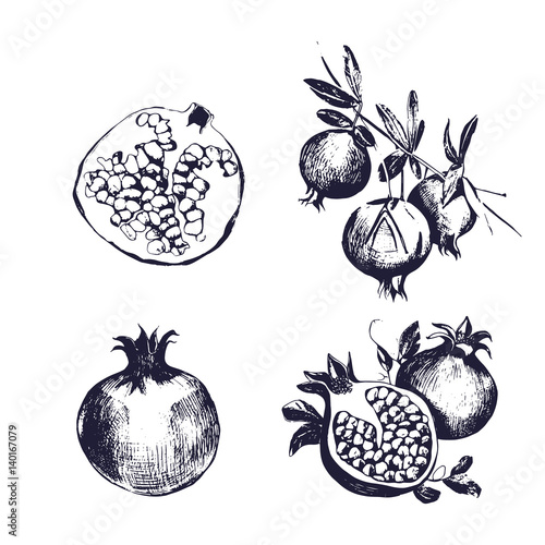 Pomegranate hand drawn set. Collection on white background, isolated fruit whole, cutaway, on a branch. Vector sketch vintage style illustration.
