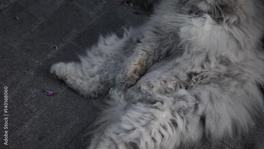 Old homeless cat on the street. Old homeless cat on the street.