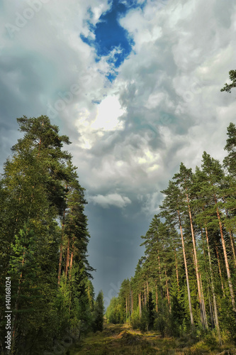 Clearing in the spruce forest in the Leningrad region photo