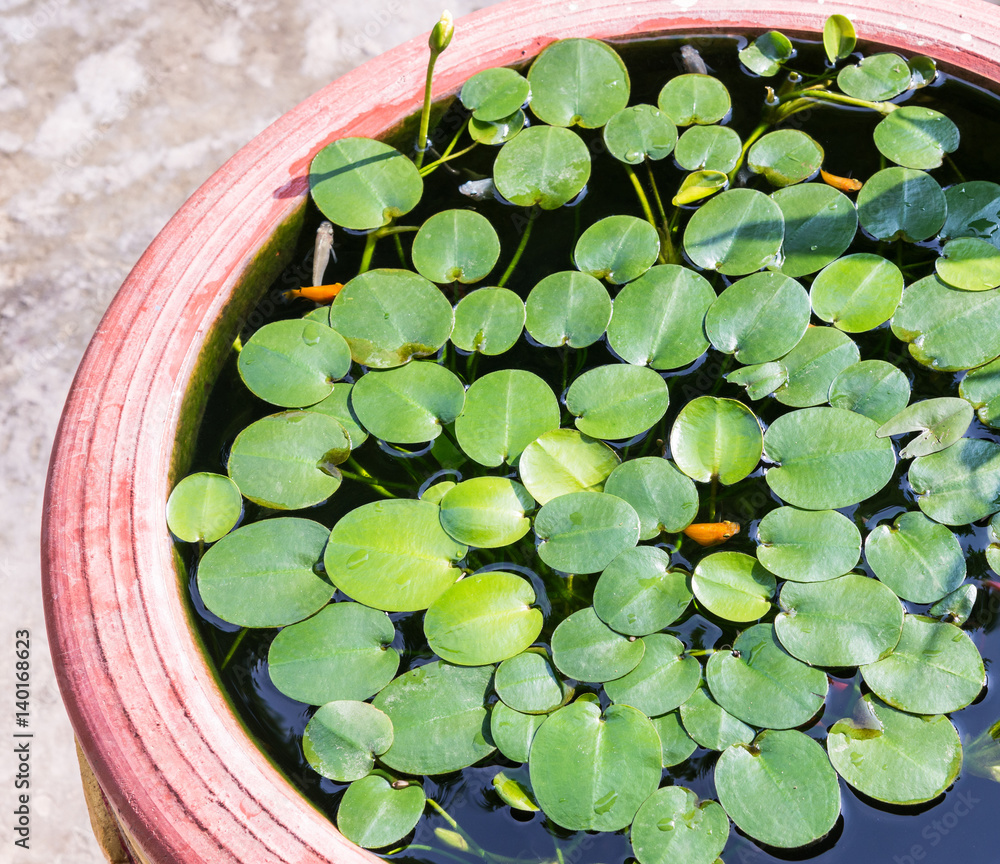 Small water lily with the small fish. Small water lily with the small fish.